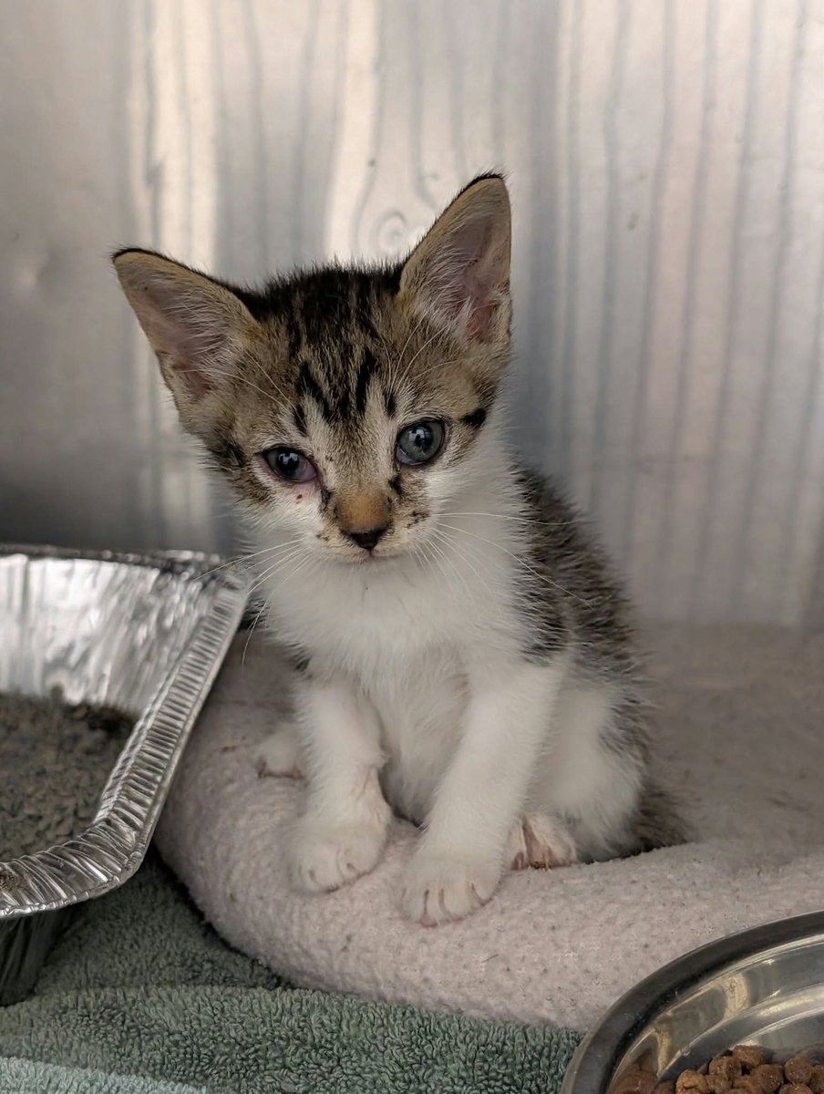 cobbkitties's tweet photo. NAME: 
COMBO STATUS: 
AGE: 4wks
SEX: Male
ID: 22867
CAGE: 711
IN SHELTER SINCE: 9/24/26
ADOPTION or RESCUE ONLY: RESCUE ONLY

If you can help, please call or email the Rescue Coordinator, Elizabeth George:

770-590-6593 mailto:Elizabeth.george@cobbcounty… https://t.co/eIpfTZvBnt https://t.co/yFrSc3F8Yz