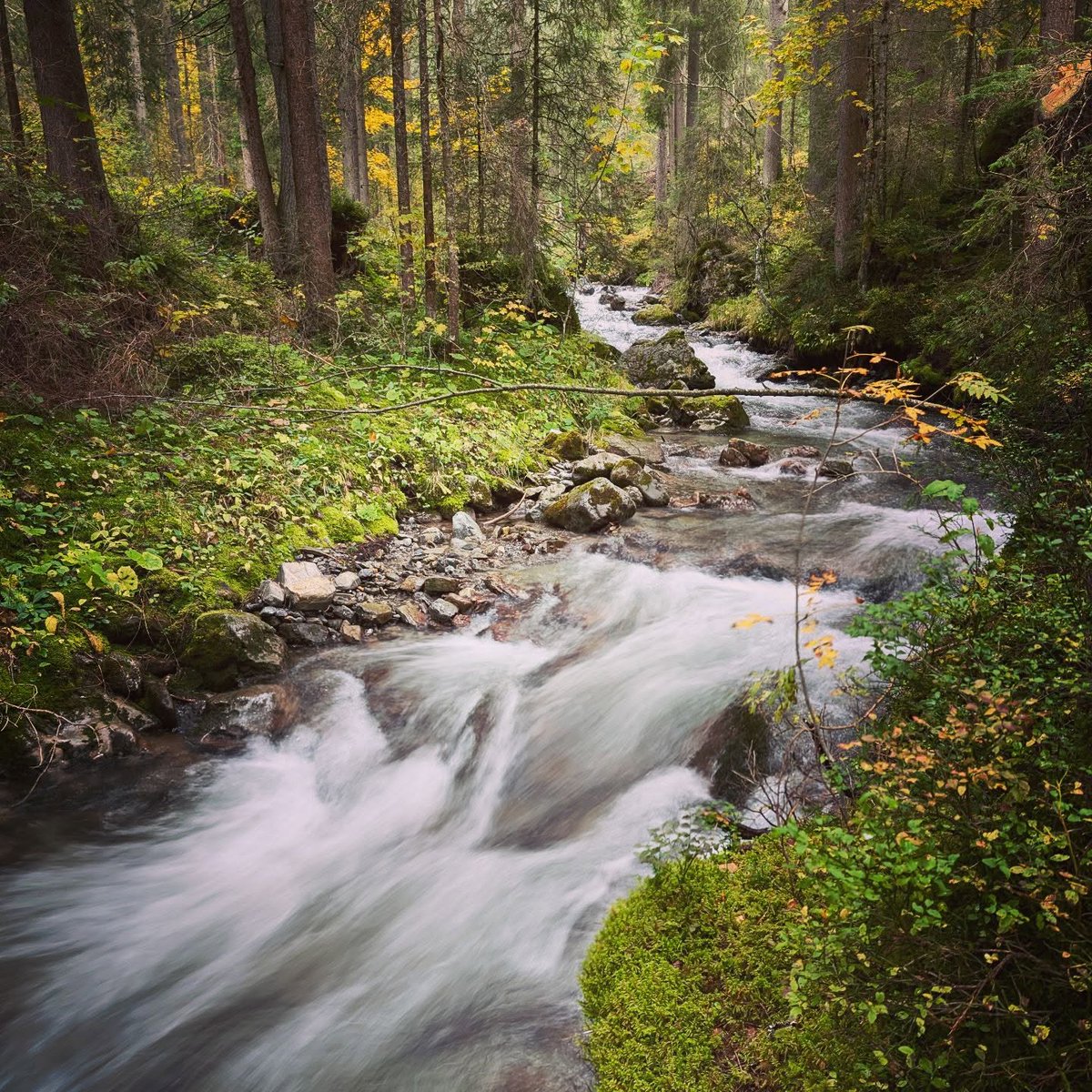 Gomitazz's tweet photo. #herbst #autumn #flowingwater
#berneroberland #naturparkdiemtigtal
#madeinbern #swissalps #switzland
#nature #naturfotografie https://t.co/gbCrKTGtWl