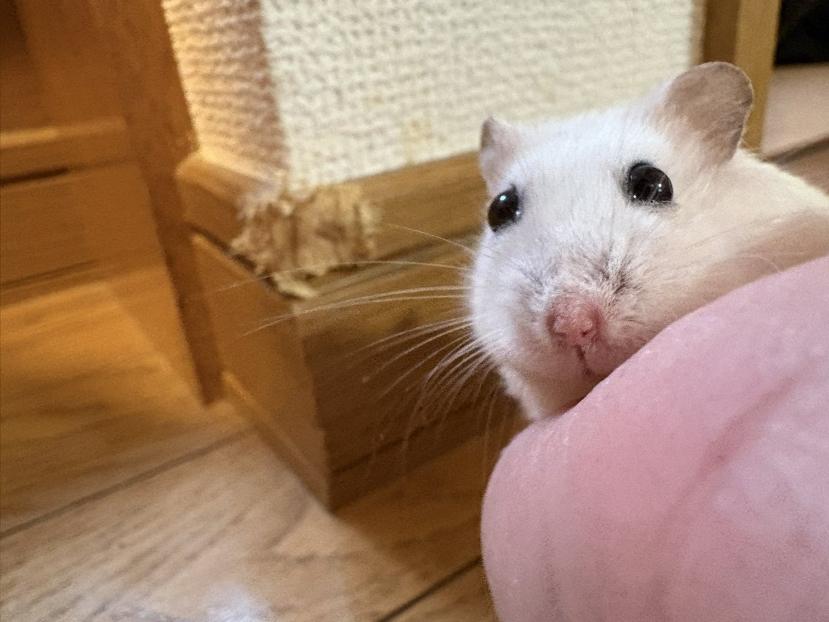 copen871's tweet photo. 家の壁、破壊したヤツがいたんですよ…

なぁ〜〜にぃ〜〜⁉️

やっちまったな‼️ https://t.co/d6FjwMZXJU