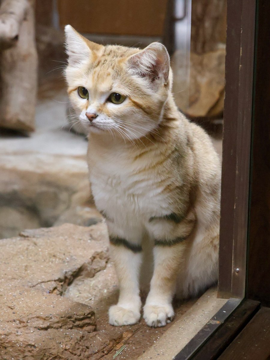 suna_manuru's tweet photo. アルドくん🐾
📷:2026.9
#スナネコ #アルド
#那須どうぶつ王国
#保全の森 #sandcat
#nasuanimalkingdom https://t.co/7T0H2BhxAo