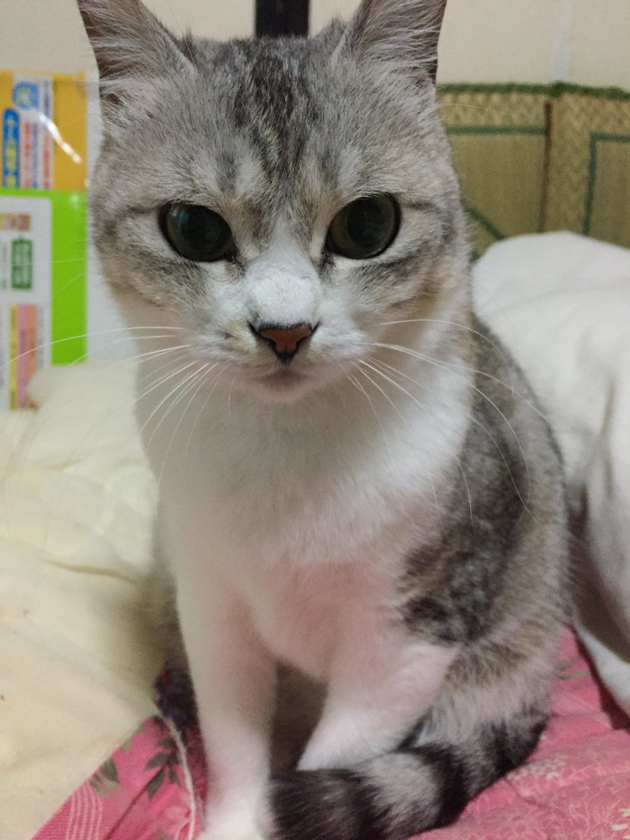 mokokuro13's tweet photo. チョロ(♀4さい)
車に轢かれて道路の真��中で蹲ってたのを保護
かなりの大怪我だったが、持ち前の(？)生命力で大復活を果たした凄いコ🐱
その後も回虫吐いたりフィラリアに感染したり色々あったが、現在は元気イッパイのワガママ娘に成長😅

#猫のいる暮らし
#猫好きさんと繋がりたい
#ねこかわいいね https://t.co/ErDYnvo98F