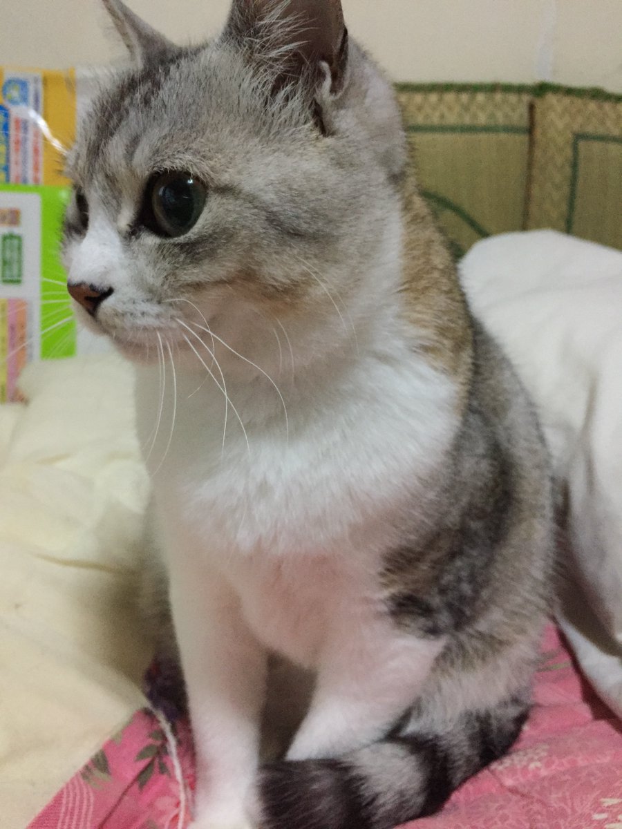 mokokuro13's tweet photo. チョロ(♀4さい)
車に轢かれて道路の真��中で蹲ってたのを保護
かなりの大怪我だったが、持ち前の(？)生命力で大復活を果たした凄いコ🐱
その後も回虫吐いたりフィラリアに感染したり色々あったが、現在は元気イッパイのワガママ娘に成長😅

#猫のいる暮らし
#猫好きさんと繋がりたい
#ねこかわいいね https://t.co/ErDYnvo98F