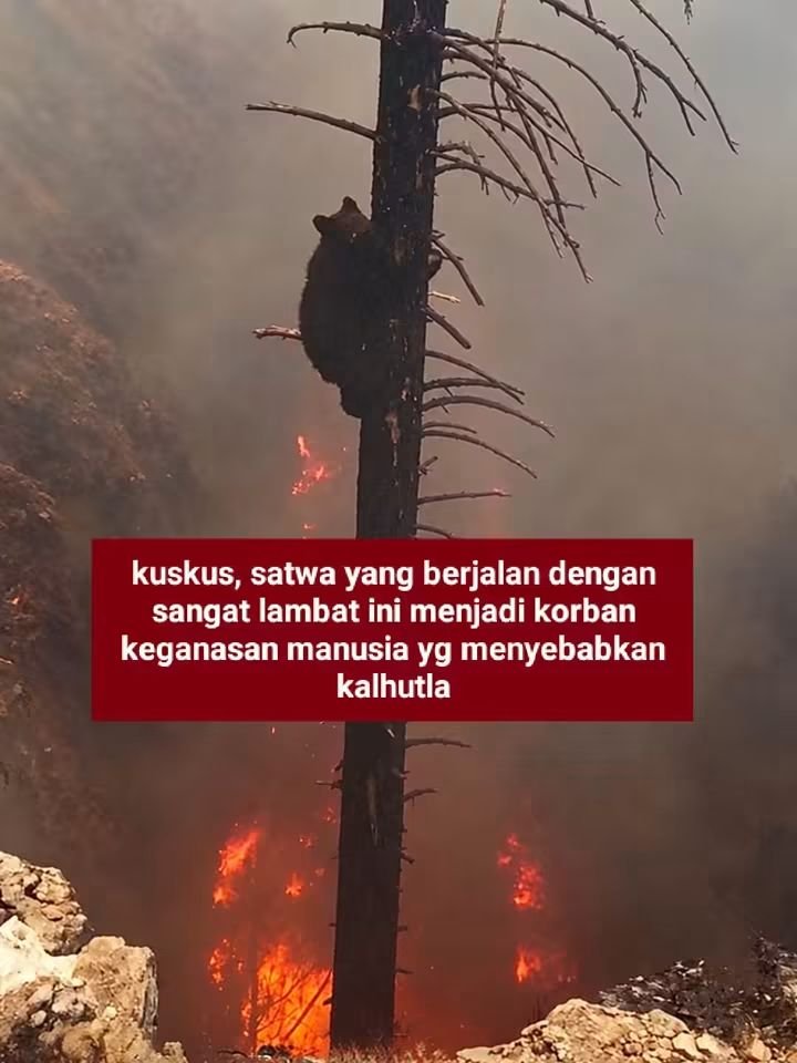 indepenSumatera's tweet photo. GUNUNG AWU TERBAKAR, KUSKUS TAK BERDAYA. HABITATNYA HANGUS, KEHIDUPANNYA TERANCAM!

Seekor kuskus, satwa endemik yang hidup di kawasan Gunung Awu, Kepulauan Sangihe, ditemukan dalam kondisi mengenaskan di area yang terdampak kebakaran hutan dan lahan (karhutla).

Tubuh kecilnya tampak terbungkuk dan kaku. Diduga, satwa ini berusaha bertahan hidup atau mencari perlindungan saat api melalap habitatnya. Namun, di tengah kobaran yang membakar kawasan tersebut, ia tak mampu menyelamatkan diri.

Pemandangan ini bukan sekadar menyedihkan. Ini adalah pengingat bahwa ketika hutan terbakar, yang hilang bukan cuma pepohonan. Ada kehidupan di dalamnya yang ikut musnah satwa-satwa yang tak bisa berlari cukup cepat, tak tahu ke mana harus pergi, dan tak punya cara untuk meminta pertolongan.

Yang terbakar bukan hanya hutan. Rumah bagi makhluk hidup juga ikut lenyap.

Karhutla di Gunung Awu dilaporkan mulai terjadi pada 5 September 2026. Dalam perkembangan yang diberitakan media pada 9–10 September, api disebut masih belum padam dan bahkan mendekati permukiman warga. Polisi juga telah menetapkan seorang pemandu pendakian sebagai tersangka; kebakaran diduga bermula ketika kompor portabel terbalik dan jatuh ke area alang-alang. Proses hukum berjalan, tetapi kerusakan ekologis yang terjadi tak bisa begitu saja dipulihkan. 

Dan di balik semua itu, ada pertanyaan yang patut kita renungkan: berapa banyak satwa yang menjadi korban, tetapi tak pernah ditemukan? Berapa banyak kehidupan yang hilang tanpa sempat tercatat?

Kita sering menyebut hutan sebagai kekayaan alam. Namun, hutan bukan sekadar kumpulan pohon yang bisa dihitung nilai kayunya. Hutan adalah rumah, sumber kehidupan, dan tempat berbagai spesies bergantung untuk bertahan hidup.

Ketika hutan terbakar, satwa liar kehilangan tempat berlindung, sumber makanan, bahkan kesempatan untuk berkembang biak. Dampaknya tidak berhenti saat api padam. Pemulihan ekosistem bisa memakan waktu panjang, sementara kehidupan yang telah hilang tidak bisa dikembalikan begitu saja.

Karena itu, menjaga hutan bukan cuma urusan pemerintah, petugas pemadam, atau warga yang tinggal di sekitar kawasan. Ini tanggung jawab bersama. Kelalaian sekecil apa pun di kawasan rawan kebakaran bisa berujung pada kerusakan yang jauh lebih besar.

Jangan tunggu sampai hutan benar-benar gundul. Jangan tunggu sampai satwa-satwa hanya tersisa dalam foto dan cerita. Dan jangan menganggap kebakaran hutan sebagai perkara biasa hanya karena api tidak membakar rumah kita sendiri.

Gunung Awu bukan sekadar kehilangan pepohonan. Ada kehidupan yang ikut menjadi korban.

Semoga kuskus yang ditemukan ini menjadi pengingat bagi kita semua: alam bukan hanya untuk dinikmati, tetapi juga wajib dijaga.

MENJAGA HUTAN BERARTI MENJAGA KEHIDUPAN. LESTARIKAN ALAM DEMI MASA DEPAN BUMI.