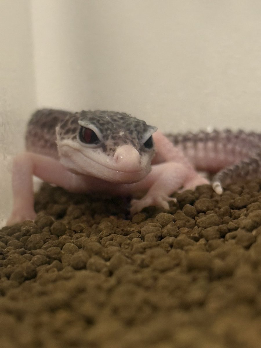 marumarunnrunn's tweet photo. お迎えしました🦎
ギャラクシーの女の子❤︎ https://t.co/I1SSw6t2nr