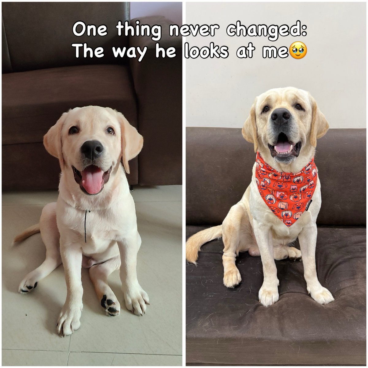 FerminaMarfbm's tweet photo. They grow up so fast, but some things never change. Tell me your dog still looks at you like this! https://t.co/zSA7hAHlOn