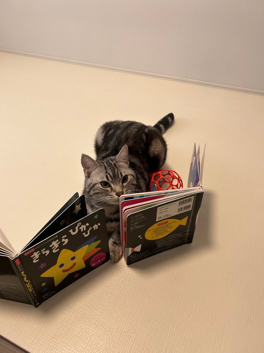 pino_notes's tweet photo. 「ここにいればかまってもらえるって聞いたんですけど…」
#猫のいる暮らし
#猫好きさんと繋がりたい https://t.co/GP0tjN4PA1