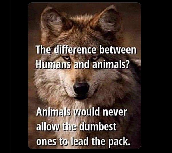 CHANNAKAJIMA's tweet photo. In Canada, only the dumbest run the system from federal, to provincial levels. Municipal level is okay.
#government #dummies #dumb #lowLevelIntelligence
#obtuse https://t.co/JVeHCVfF68