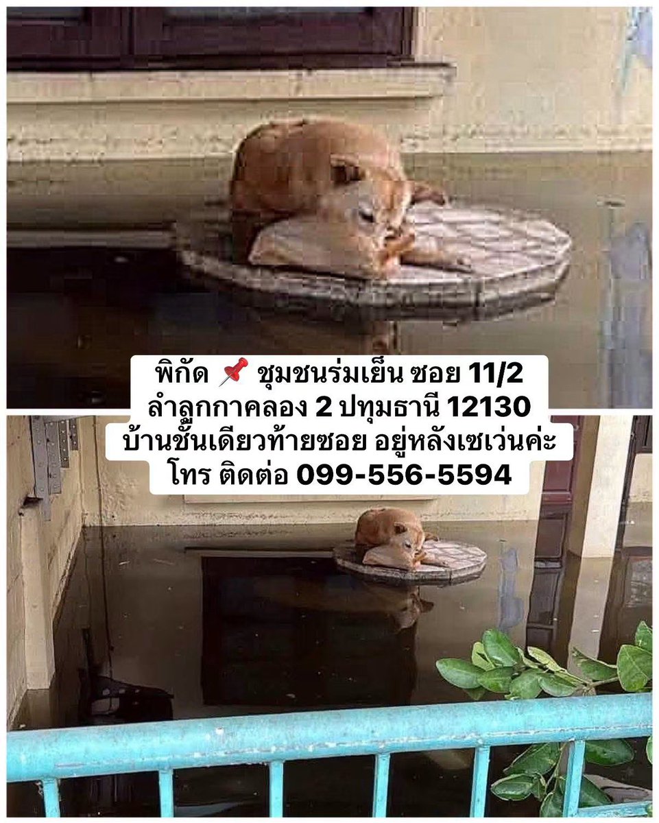 malimalineee's tweet photo. 🆘ด่วนๆ ขอความช่วยเหลือมีน้องหมาใกล้จะจมน้ำ น้องติดอยู่ในบ้าน 3 วันแล้ว เจ้าของไม่อยู่บ้านหลายวันแล้วทิ้งน้องไว้ตัวเดียว น้ำท่วมสูงขึ้นเรื่อยๆถ้าไม่มีใครช่วย คืนนี้จมน้ำแน่นอนค่ะ

พิกัด 📌 ชุมชนร่มเย็น ซอย 11/2 ลำลูกกาคลอง 2 ปทุมธานี 12130
บ้านชั้นเดียวท้ายซอย อยู่หลังเซเว่นค่ะ

☎️โทร ติดต่อ 099-556-5594

ต้นโพสต์
https://t.co/TJU787hhs2