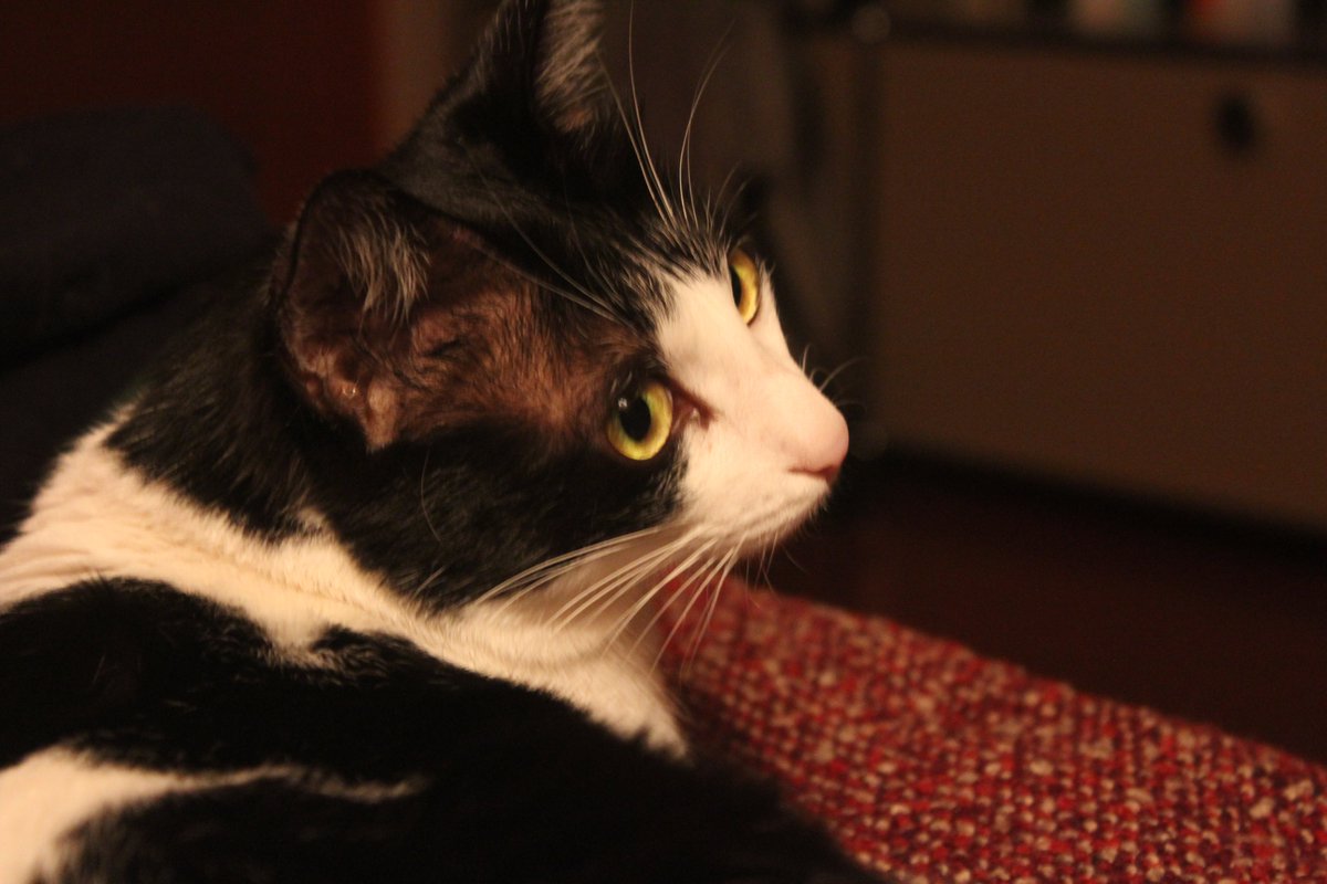 NikoNicolas13's tweet photo. 一些小猫照片 https://t.co/Z0J5uR15FG