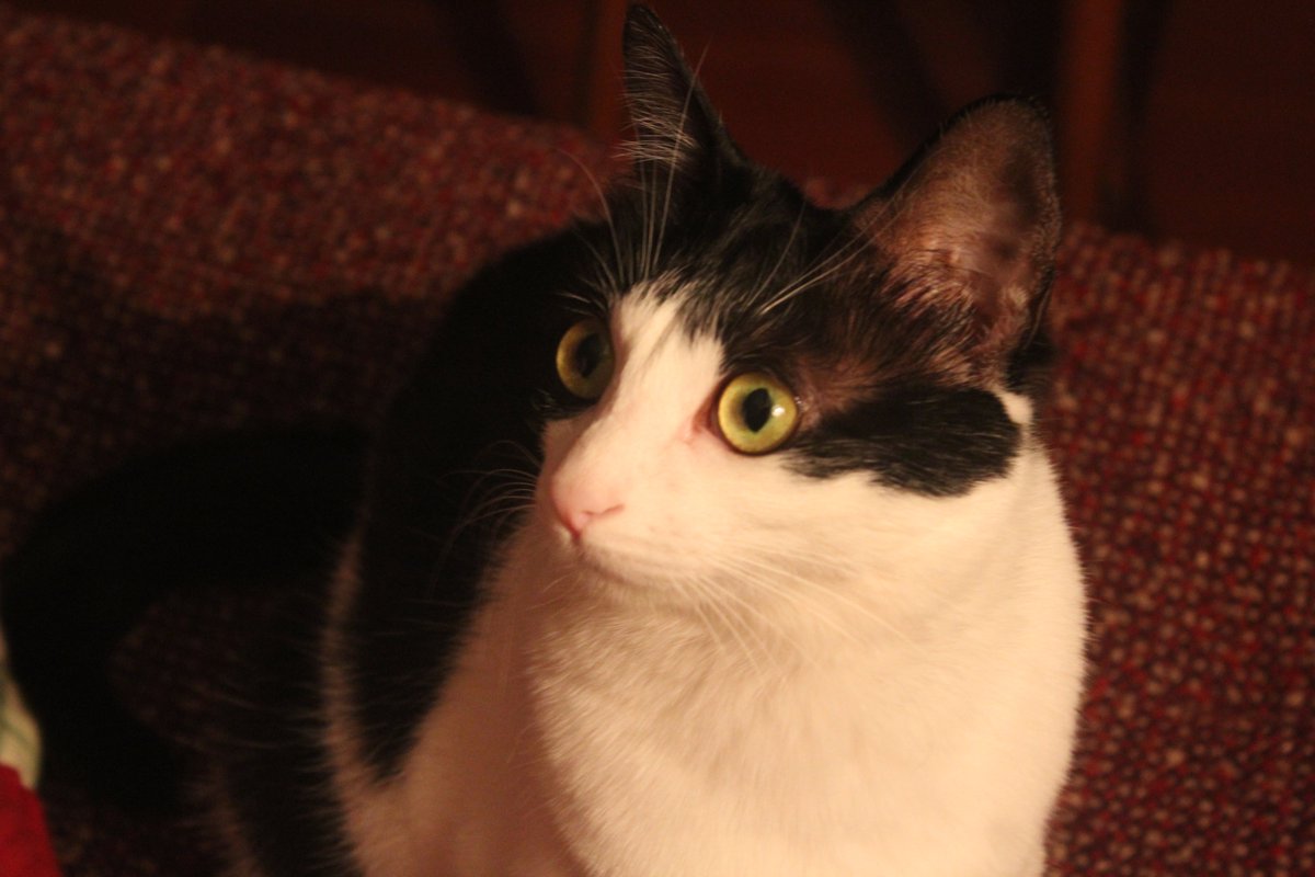 NikoNicolas13's tweet photo. 一些小猫照片 https://t.co/Z0J5uR15FG