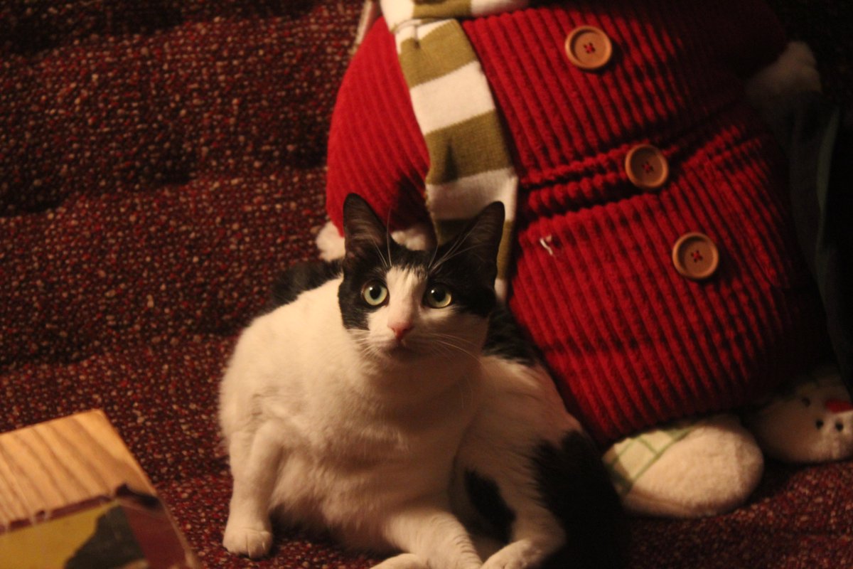 NikoNicolas13's tweet photo. 一些小猫照片 https://t.co/Z0J5uR15FG