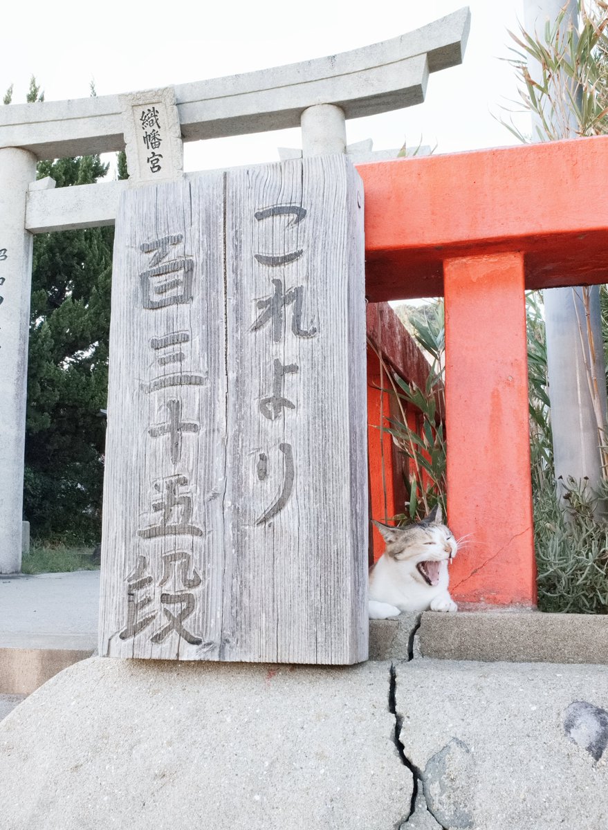 predictabo's tweet photo. がんばって135段登ってね
こっちは知らんけど

#猫
#ねこ
#猫かわいい
#猫神社
#cat https://t.co/pCaRq0DhkX