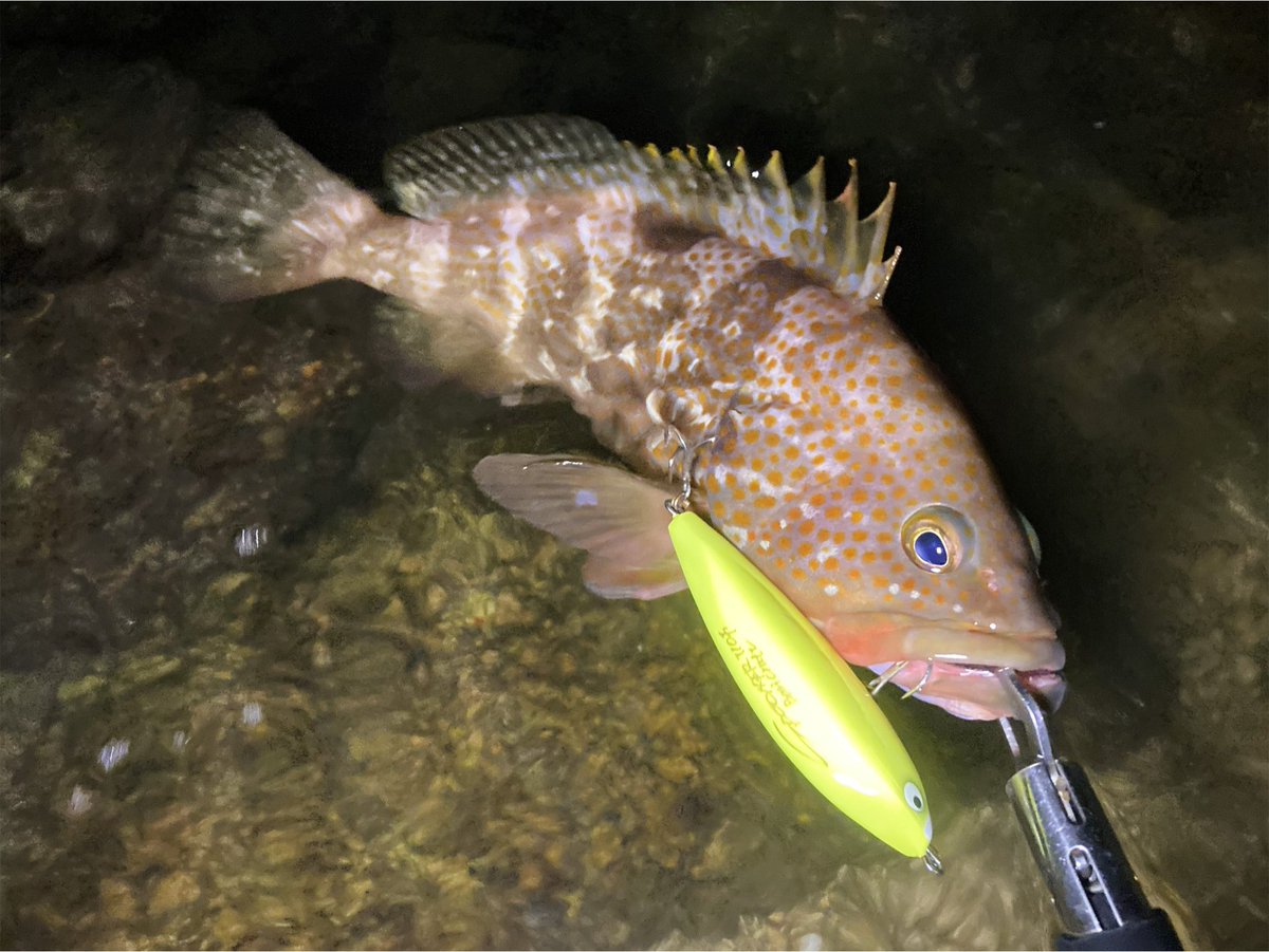 yosyoku_fishing's tweet photo. 何かと思ったらいいお土産
 #Baricraft  #スプーナー110F https://t.co/rMh2QR97nC