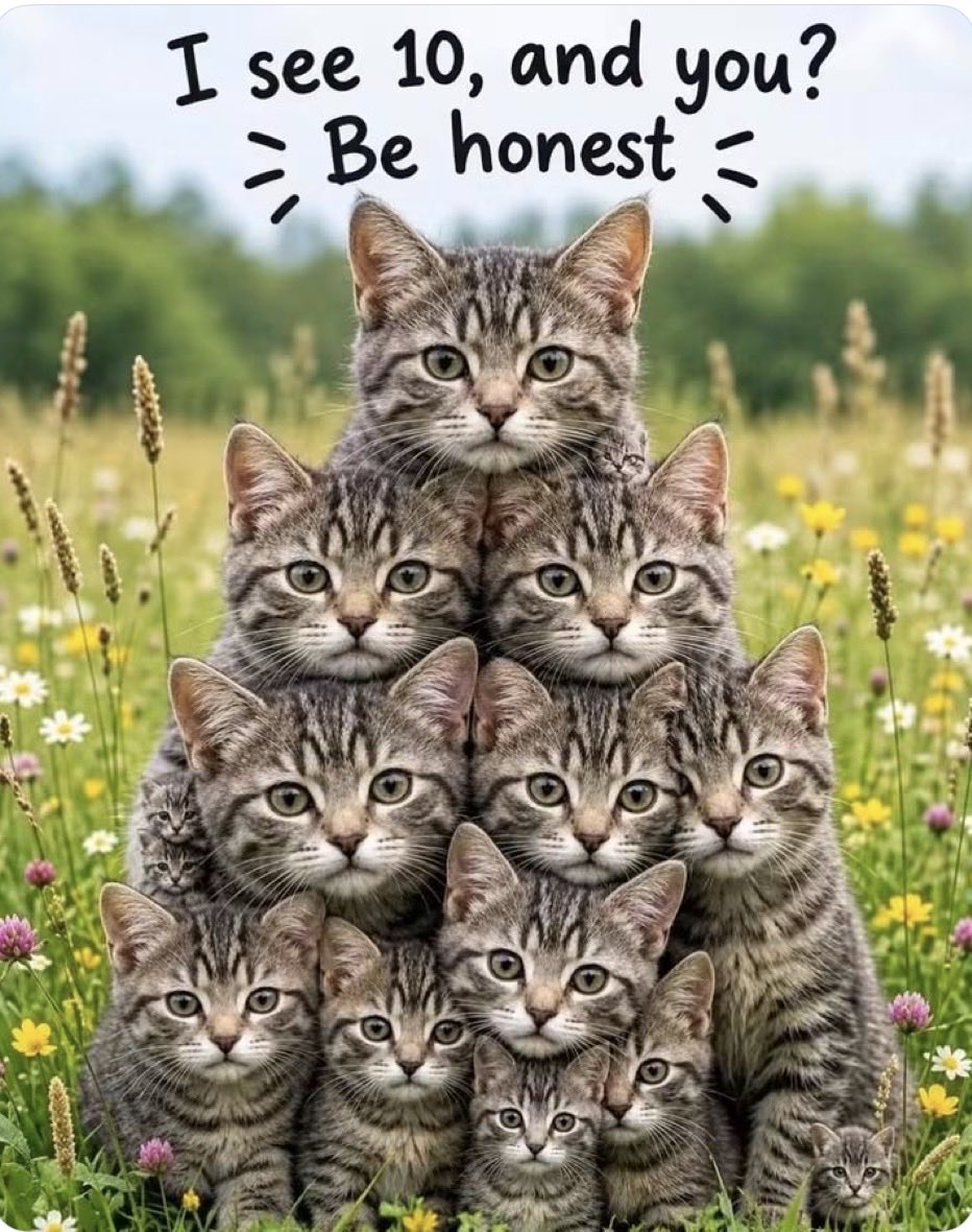 tek_sidhu's tweet photo. How Many Cats 
Do You See ?? https://t.co/a6c14bljKA