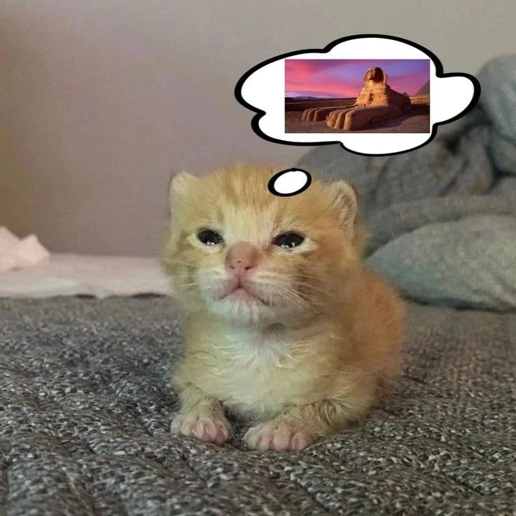 PunchingCat's tweet photo. https://t.co/WC7FNKxXv9