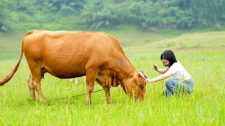 odish_utc55_597's tweet photo. When the little calf nuzzled my cheek, I felt the warmest burst of joy from this adorable farm animal moment. https://t.co/rEBne2mksH