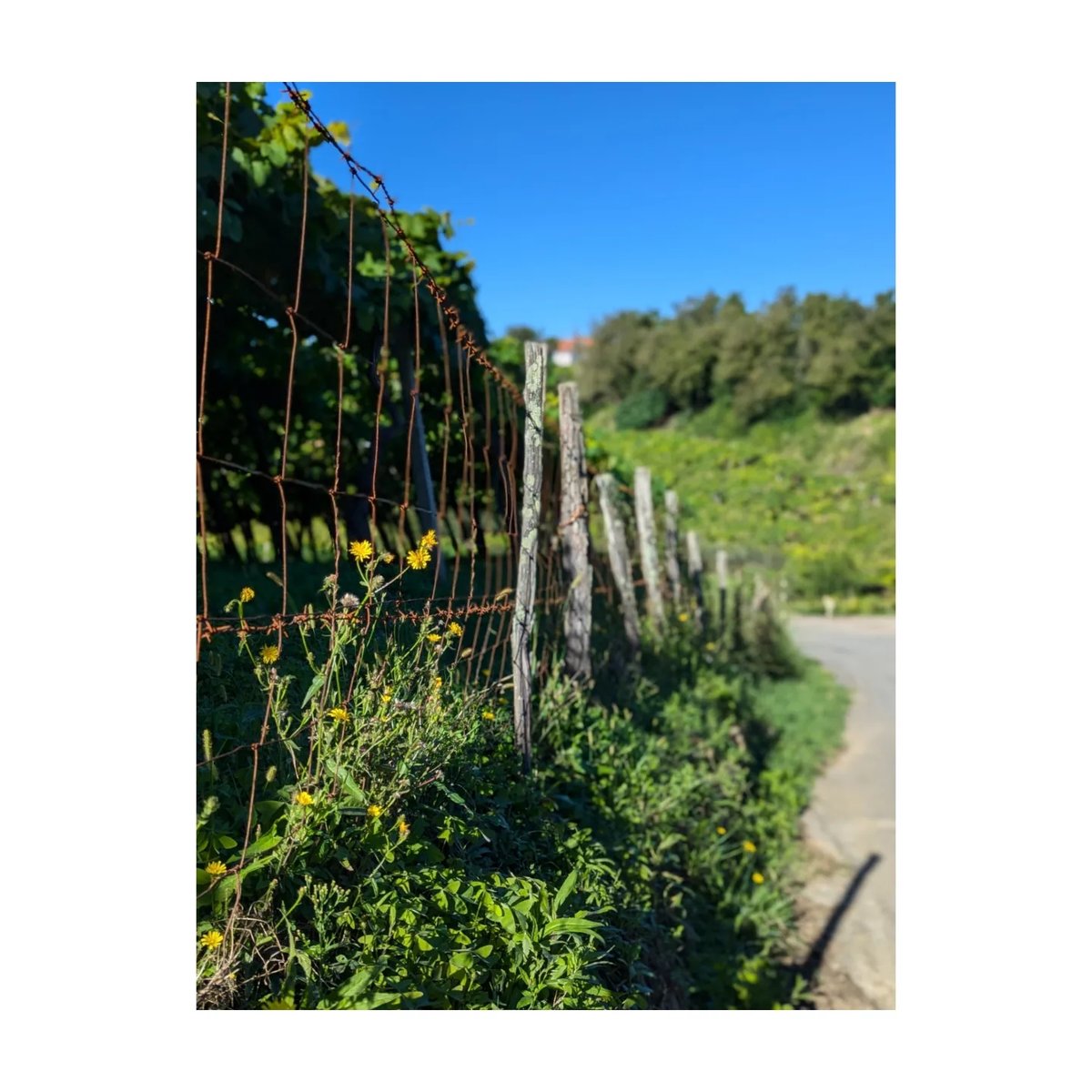 junior_marson's tweet photo. Baskenland... #hiking #nordspanien #küste #wein #sommer #holiday #roadtrip https://t.co/guDw6qHG3t