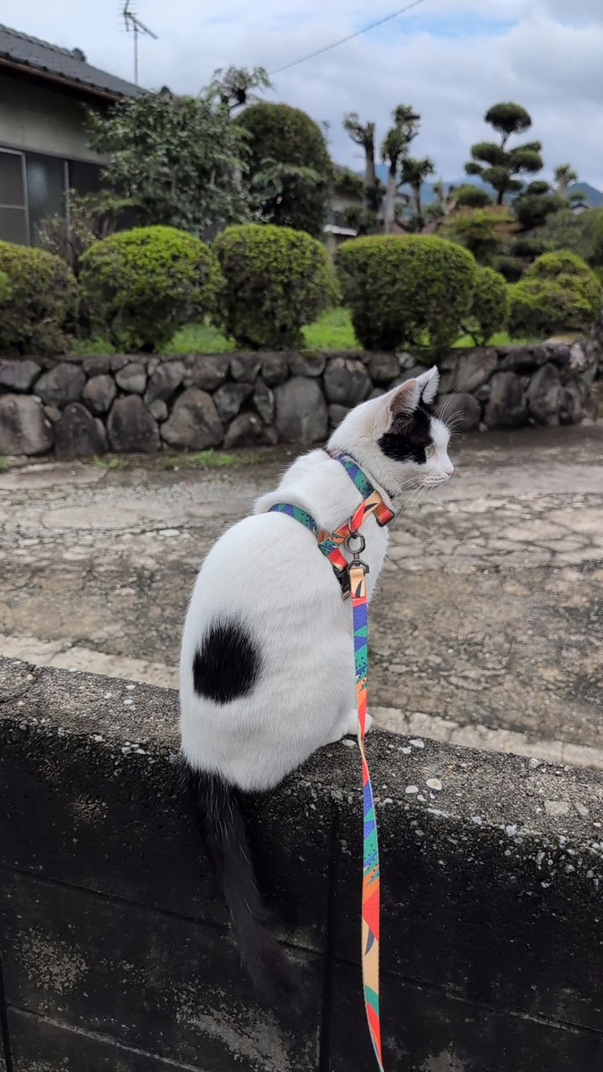 Ceylon02670869's tweet photo. 一昨日と昨日はずっと雨で玄関先に出る位しか出来なかったから
出来るだけ付き合ってあげないと…
おもちゃは遊んでくれなかったし…😥
#猫が居る暮らし
#マル https://t.co/VWi5Db0zlR