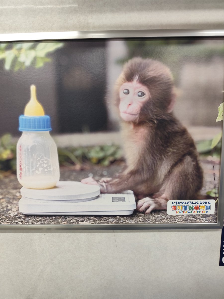 mof1549532's tweet photo. たまたま乗った電車、車内全部パンチくんだった。かわいい〜

#パンチ
#市川市動植物園 https://t.co/s9kZt2vOyN
