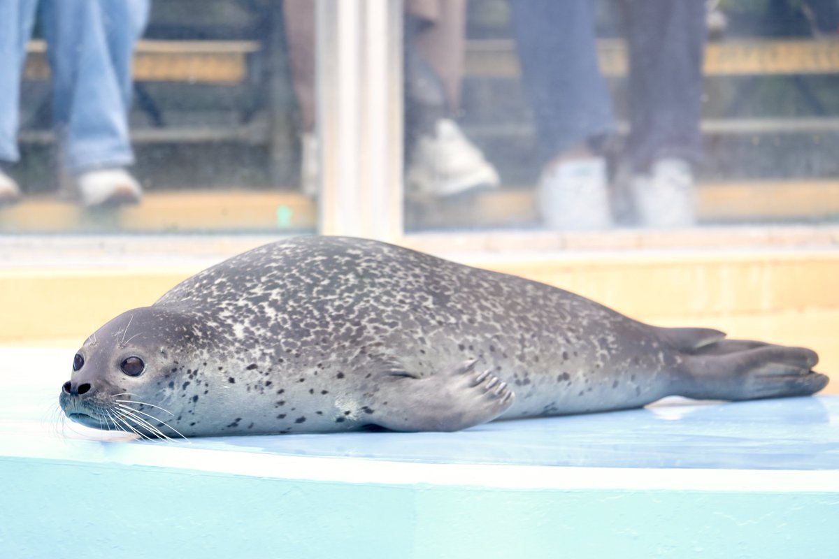 pon_pon_taitai's tweet photo. 🦭💨💨💨
#東武動物公園 #ゴマフアザラシ https://t.co/lk3SV3OzXB