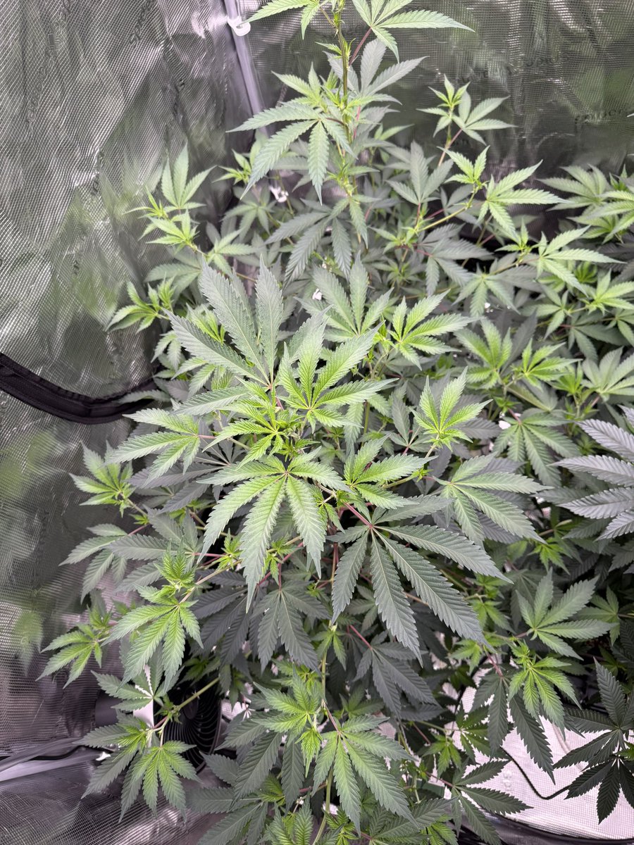FunkyGenetics's tweet photo. Everything’s happy https://t.co/yqV8gM9bd3