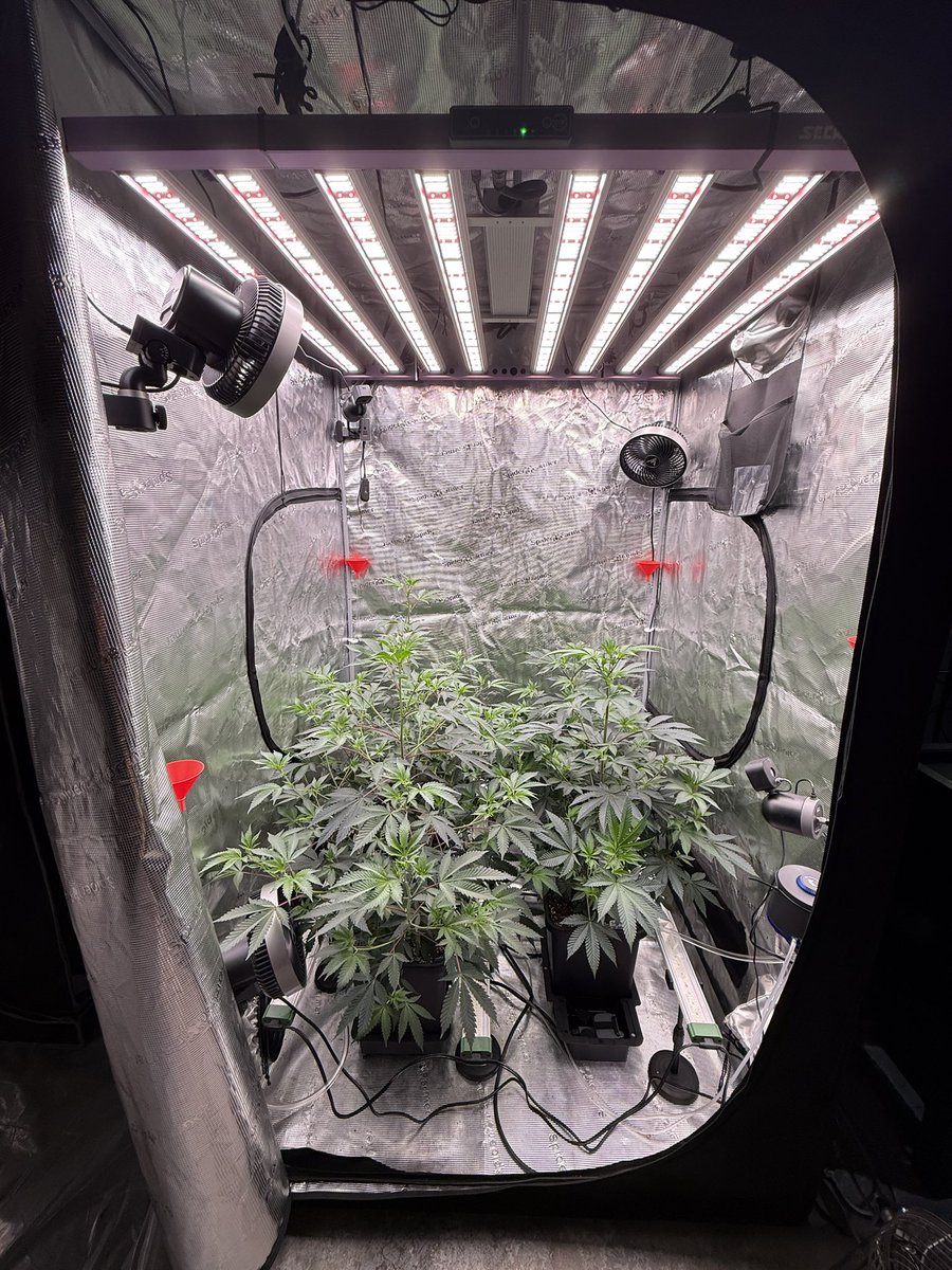 FunkyGenetics's tweet photo. Everything’s happy https://t.co/yqV8gM9bd3