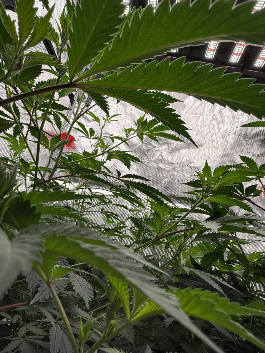 FunkyGenetics's tweet photo. Everything’s happy https://t.co/yqV8gM9bd3