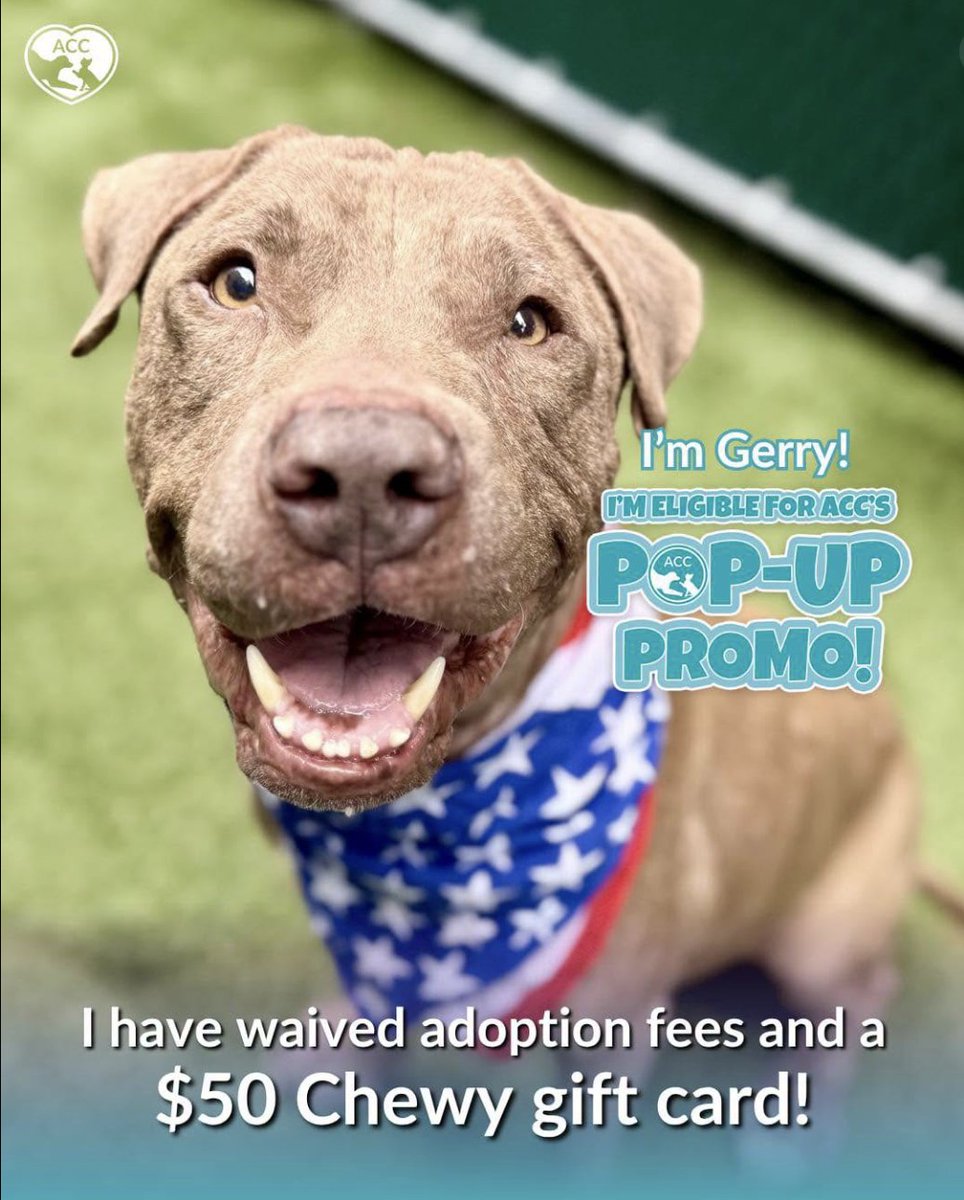 BeeDoDoobieDo's tweet photo. Gerry lives in a pop-up freaking crate
FOR 90 DAYS ALREADY
Gerry is eligible for waived adoption fees and
a $50 gift card to get you started on supplies!
#SaveGerry a sweet senior who needs to spend his
time with a special human♥️🏡
#AdoptGerry 💥#SpringGerry 💥#SaveGerry