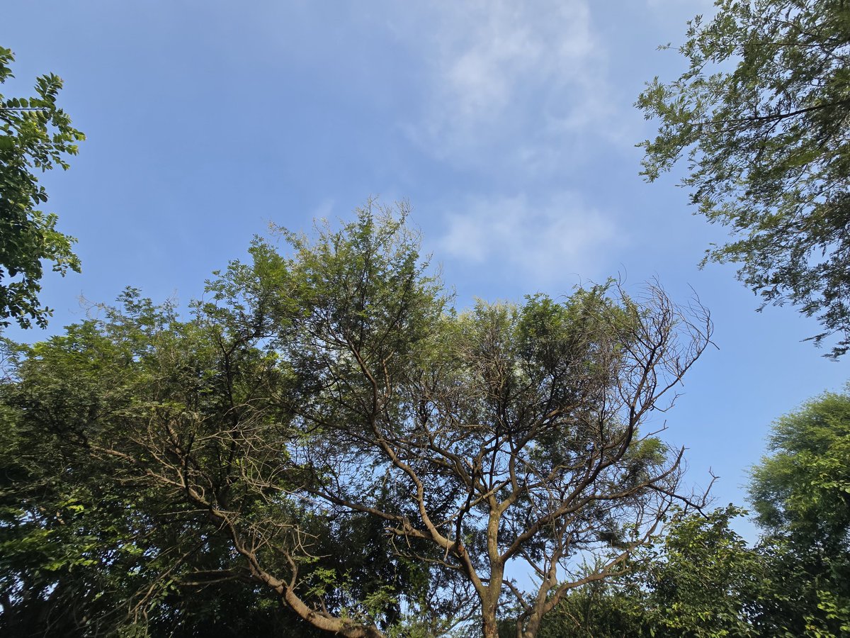 mit_sood's tweet photo. Looks like winter is already here!
The mornings have a crispness about them!! I can hear so many winter migrant birds in the park.
#dailypic https://t.co/a6keA2AqAC