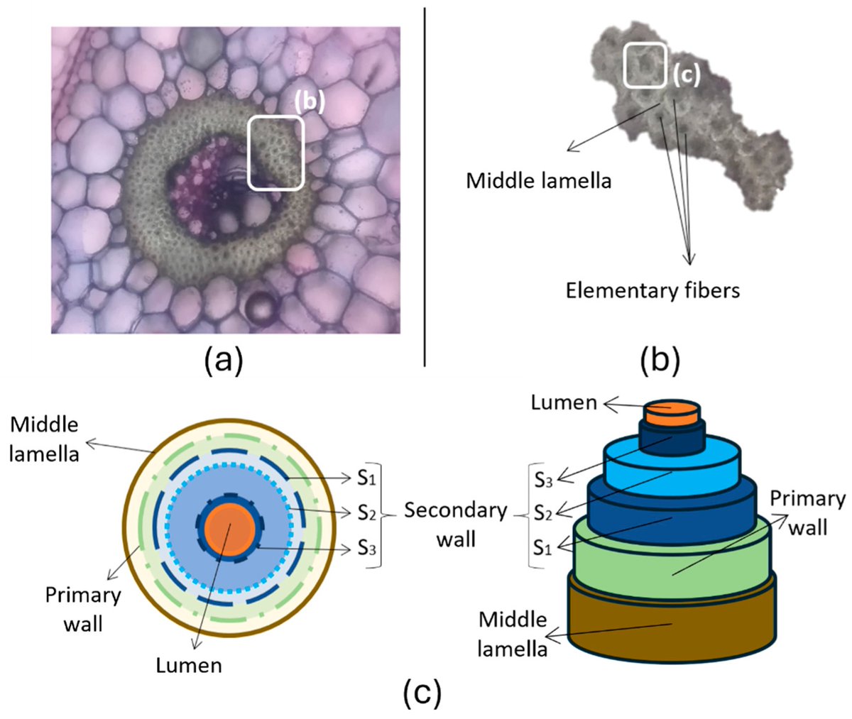 JFibers's tweet photo. ๐ Highly Cited Paper in 2026 - Editorโs Choice Articles
๐ A Review of Natural Fibers: Classification, Composition, Extraction, Treatments, and Applications
๐ https://t.co/bUmTjEXwzH
#fibers #naturalfiber #fibercomposition
@MDPIOpenAccess
@ChemMatSci_MDPI https://t.co/wkZaf4aoDq