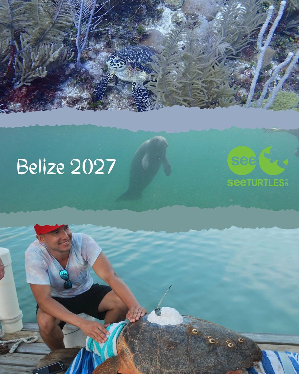SEEturtles's tweet photo. 🐢 Join us in Belize in 2027! 

Explore St. George’s Caye, get out on the water with researchers, and look for sea turtles, dolphins, manatees and more.

📅 July 25–30, 2027
🌴 Optional extension: July 30–Aug. 1

Learn more: 
https://t.co/CvXfw2UhlZ https://t.co/zz9C4M1T9X