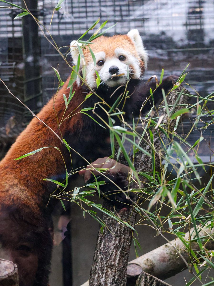 pom_lesser's tweet photo. リンちゃん🐾
#リン
#レッサーパンダ
#redpanda
#lesserpanda
#레서팬더 https://t.co/C5SEwlON9Z