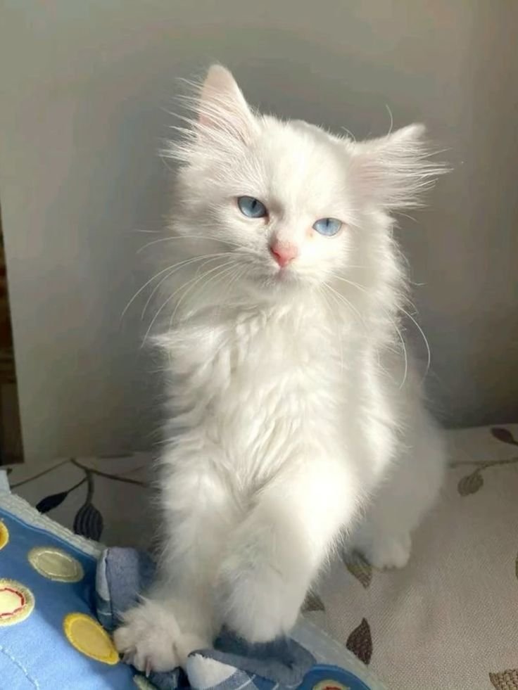 Sophialvm's tweet photo. I sell different kinds of pet just let me know if you want to get one https://t.co/seay45SS8b