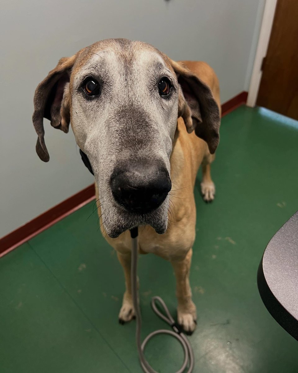 FerdinandDlk's tweet photo. Scooby says going grey isn’t a bad thing—just look how distinguished and wise he looks! Looking good, Scooby! https://t.co/hq9AwUIvAu