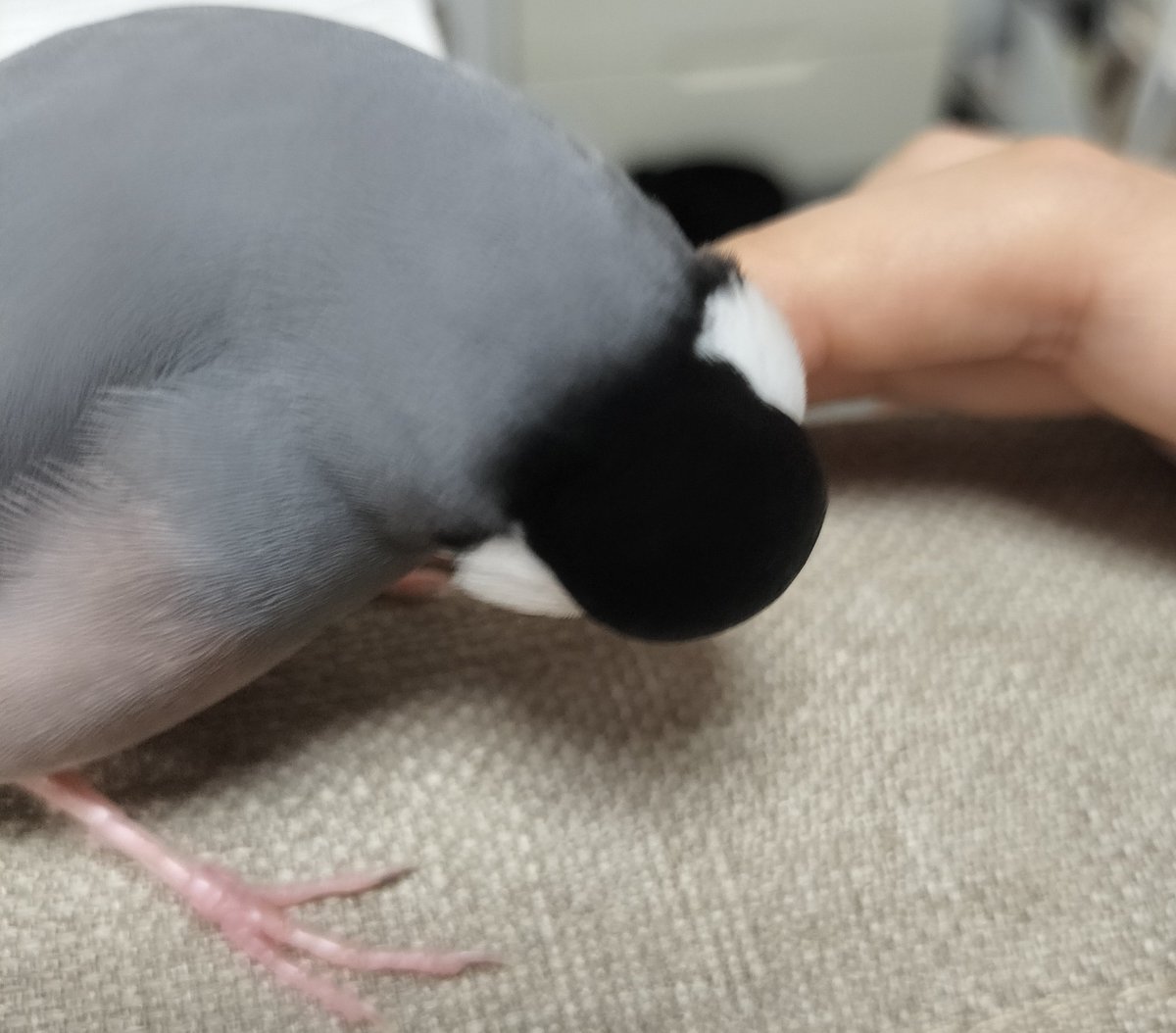 YupeSabu153's tweet photo. おにぎりすぎて
 #文鳥 #桜文鳥 #鳥 https://t.co/nbPMuZG6ic