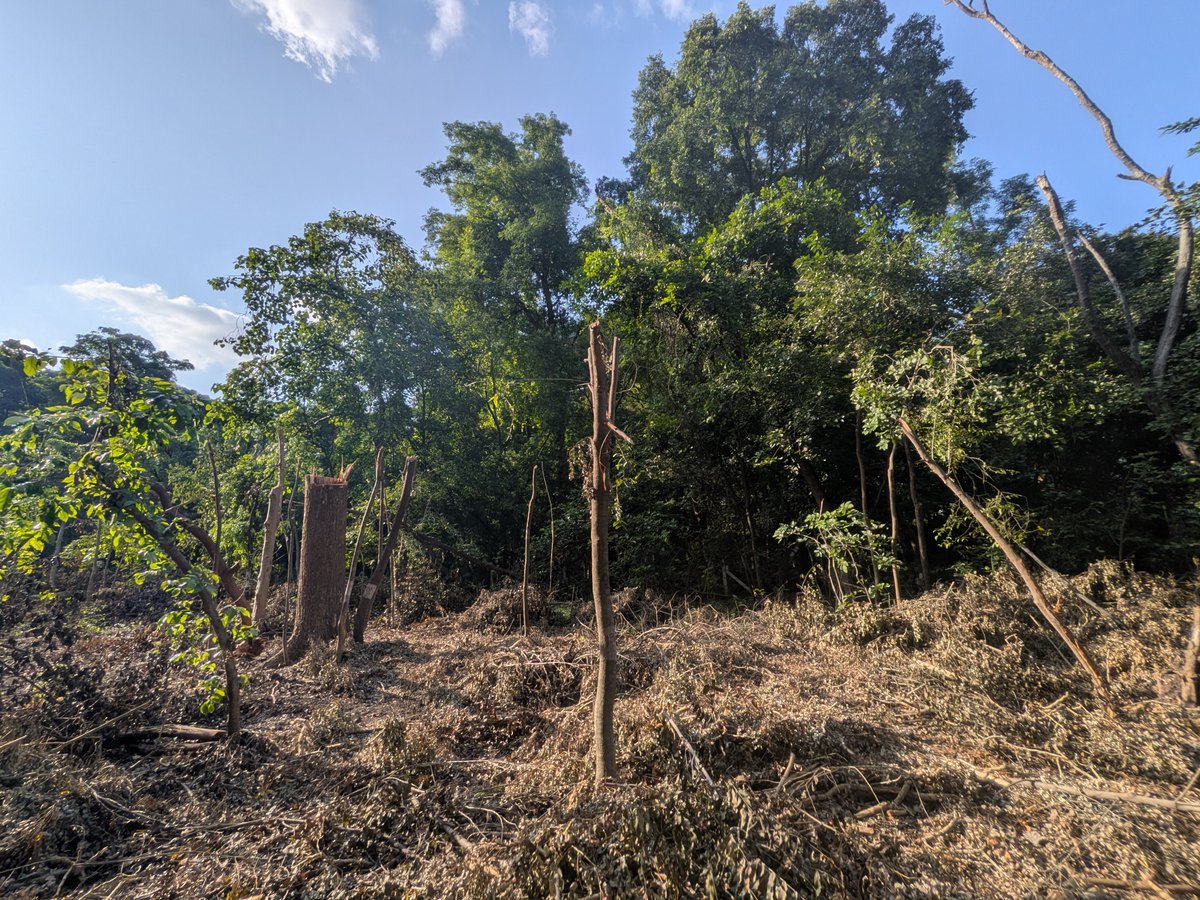 sushmadate's tweet photo. 467 trees to be cut in Prabhag  29  (Karvenagar- Erandwane) - residents up in arms!

A plot of land at the end of the lane off Karishma Society road ( the lane with Siddharth Towers) is an urban mini forest withe 100s of trees, some of which are heritage trees. An old well from the Peshwa era is also found here.

Apparently, a DP road is planned through this forest - on one side a HUGE mall by Gravity Constructions is coming up. On the other side 2 acres has been reserved in the DP for a 'vruddhashram' - this too is a mini forest, with 100s of trees. 

On 17th September residents heard the sound of trees being sawed, and by the time they went to the site, already 40 - 50 trees were cut, including two trees that are more than 50 years old. 
They were told that PMC Road dept was cutting trees to build the DP road. However, further questioning, meetings with the ward officer Mrs Tambe and examination of the tree docket, raised many red flags. 

A few residents wrote to the Ministry of Environment directly and quite surprisingly an immediate email was send by the Minister to PMC and the collector to stop the cutting till all proper permissions were granted. However the cutting went on secretly even after that, continuing well into the night which is illegal, till angry residents stopped the work. Unfortunately another 20 or 30 trees were cut by then

A meeting was held with all 4 local nagarsevaks and two meetings were held on site with MLA Dr Medhatai Kulkarni. 

The questions raised by citizens are

1. The docket shows that the tree cutting permissions were given in 2023, after which there were repeated extensions. This is illegal. Under the MH Tree Act, the validity of permission for tree cutting is 3 months, which in this case expired long back. Such extensions are not legal - new permissions have to be granted after a new hearing (incidentally there were no public hearings in 2023 either)

2. The plot with the mini forest was suddenly barricaded before the cutting - and the barricades do not belong to PMC, which certainly can't afford such swanky barricades. Who barricaded this forest?
And why are security guards from the neighboring under-construction mall sitting here guarding the space? 
It is a public space after all. 

3. The 200 odd trees in the reserved amenity space for 'vruddhashram' have also been marked and numbered - but neither the PMC, nor the nagarsevaks can explain why they're numbered or who has done it, even though this too is public land. 

4. The trees in this forest are of good native species like Chandan, Kala Shirish, Pandhra Shirish, Putravati and others - some had nests on them when they were cut (which is illegal under the Tree Act). What has PMC done with the wood? Chandan wood for eg is very valuable

5. Why did the tree cutting go on even after the MoE ordered a stay? Why did it go on after 6 pm, which is illegal. Floodlights have been attached to a large tree as proof that tree cutting went on at night. Why this secrecy and urgency. 
Again, neither PMC nor the nagarsevaks nor the ward officer have any answers

As far as I know, there doesn't seem to be any real purpose for this DP road - all surrounding areas are already connected by broad roads and there is no heavy traffic in this residential area to warrant a connecting road. The only purpose for this road that one can guess, is that it will provide a back access to the Gravity Construction mall. 

The vrudhashram plot also needs some investigations - will the trees here be cut too? Where are the permissions? PMC certainly isn't building an old age home here - so who exactly has this public plot been given / sold to and what will come up here? 

This is a beautiful urban mini forest with precious native species trees - instead of destroying it for some useless access road, both this and the vruddhashram amenity space should be converted into a biodiversity park with walking tracks. @Medha_kulkarni @mohol_murlidhar @ChDadaPatil