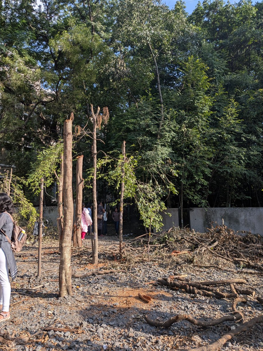 sushmadate's tweet photo. 467 trees to be cut in Prabhag  29  (Karvenagar- Erandwane) - residents up in arms!

A plot of land at the end of the lane off Karishma Society road ( the lane with Siddharth Towers) is an urban mini forest withe 100s of trees, some of which are heritage trees. An old well from the Peshwa era is also found here.

Apparently, a DP road is planned through this forest - on one side a HUGE mall by Gravity Constructions is coming up. On the other side 2 acres has been reserved in the DP for a 'vruddhashram' - this too is a mini forest, with 100s of trees. 

On 17th September residents heard the sound of trees being sawed, and by the time they went to the site, already 40 - 50 trees were cut, including two trees that are more than 50 years old. 
They were told that PMC Road dept was cutting trees to build the DP road. However, further questioning, meetings with the ward officer Mrs Tambe and examination of the tree docket, raised many red flags. 

A few residents wrote to the Ministry of Environment directly and quite surprisingly an immediate email was send by the Minister to PMC and the collector to stop the cutting till all proper permissions were granted. However the cutting went on secretly even after that, continuing well into the night which is illegal, till angry residents stopped the work. Unfortunately another 20 or 30 trees were cut by then

A meeting was held with all 4 local nagarsevaks and two meetings were held on site with MLA Dr Medhatai Kulkarni. 

The questions raised by citizens are

1. The docket shows that the tree cutting permissions were given in 2023, after which there were repeated extensions. This is illegal. Under the MH Tree Act, the validity of permission for tree cutting is 3 months, which in this case expired long back. Such extensions are not legal - new permissions have to be granted after a new hearing (incidentally there were no public hearings in 2023 either)

2. The plot with the mini forest was suddenly barricaded before the cutting - and the barricades do not belong to PMC, which certainly can't afford such swanky barricades. Who barricaded this forest?
And why are security guards from the neighboring under-construction mall sitting here guarding the space? 
It is a public space after all. 

3. The 200 odd trees in the reserved amenity space for 'vruddhashram' have also been marked and numbered - but neither the PMC, nor the nagarsevaks can explain why they're numbered or who has done it, even though this too is public land. 

4. The trees in this forest are of good native species like Chandan, Kala Shirish, Pandhra Shirish, Putravati and others - some had nests on them when they were cut (which is illegal under the Tree Act). What has PMC done with the wood? Chandan wood for eg is very valuable

5. Why did the tree cutting go on even after the MoE ordered a stay? Why did it go on after 6 pm, which is illegal. Floodlights have been attached to a large tree as proof that tree cutting went on at night. Why this secrecy and urgency. 
Again, neither PMC nor the nagarsevaks nor the ward officer have any answers

As far as I know, there doesn't seem to be any real purpose for this DP road - all surrounding areas are already connected by broad roads and there is no heavy traffic in this residential area to warrant a connecting road. The only purpose for this road that one can guess, is that it will provide a back access to the Gravity Construction mall. 

The vrudhashram plot also needs some investigations - will the trees here be cut too? Where are the permissions? PMC certainly isn't building an old age home here - so who exactly has this public plot been given / sold to and what will come up here? 

This is a beautiful urban mini forest with precious native species trees - instead of destroying it for some useless access road, both this and the vruddhashram amenity space should be converted into a biodiversity park with walking tracks. @Medha_kulkarni @mohol_murlidhar @ChDadaPatil