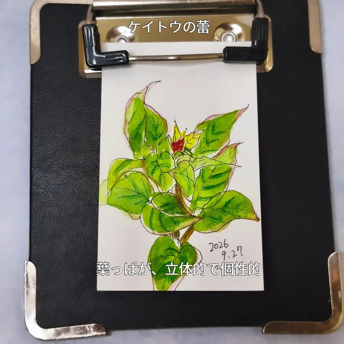 suzuki_kimama's tweet photo. 9月27日
朝活ウォーキングスケッチ
透明水彩日記
ノボタンコートダジュール
オシロイバナ ケイトウ
noteにもスケッチ載せてます😊
https://t.co/eC11VLgaAM
#水彩 #イラスト #朝活
#sketch #watercolor https://t.co/qX5KE9R0FM