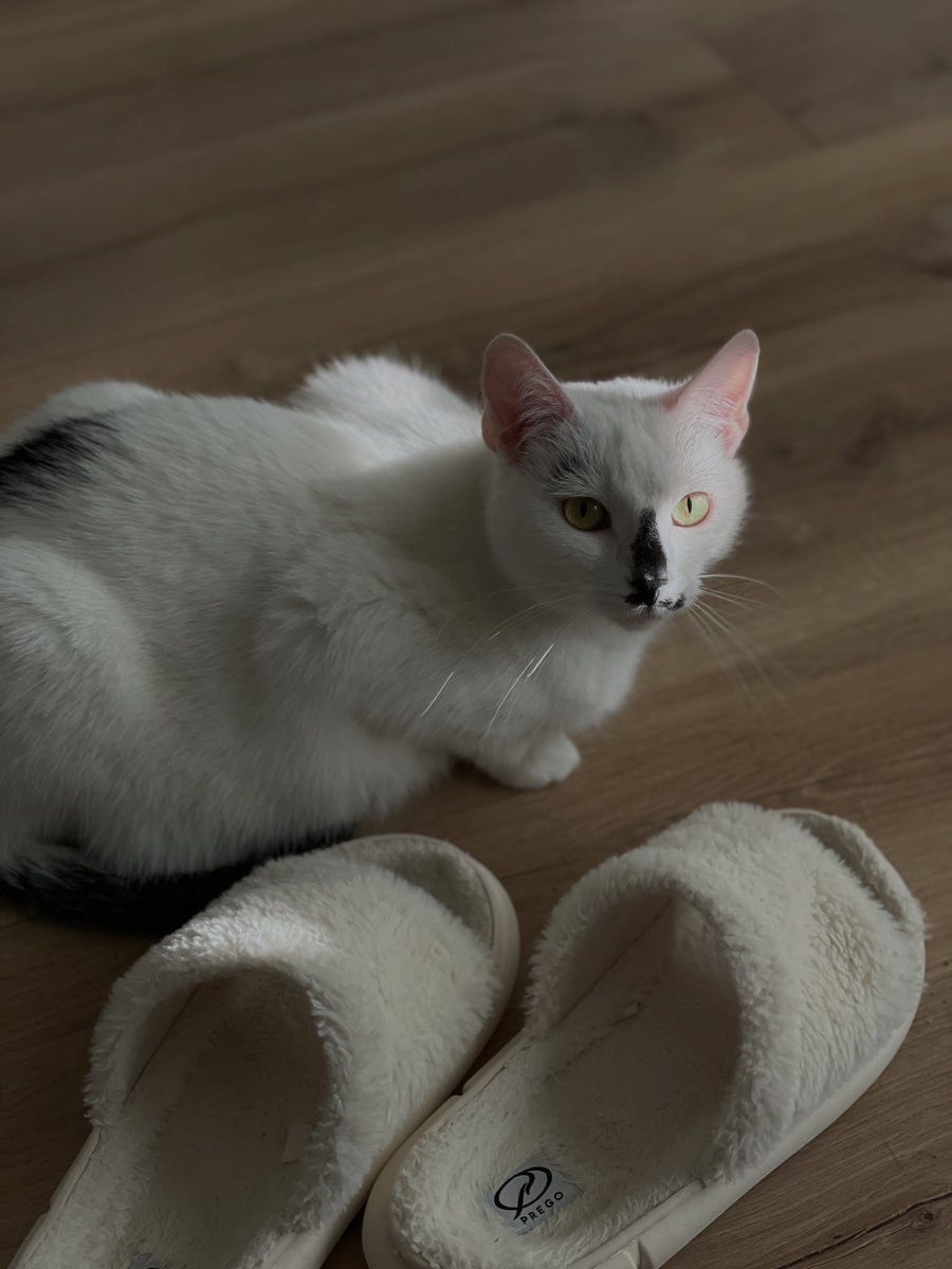 JanineGulbraa's tweet photo. Did you know Ella’s favorite place to nap is in Mom’s shoes? https://t.co/50XjCZEEmb
