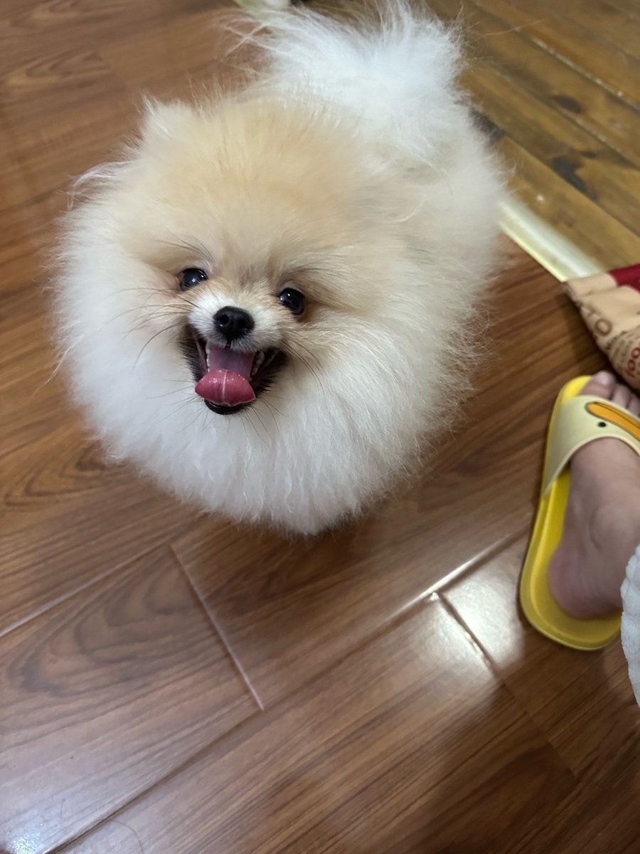 MicaPhyfihzwbu's tweet photo. My little fur baby hit their 6-month mark today—from a wobbly tiny pup to a cheeky little troublemaker who steals socks and gives the best cuddles. Growing up is so sweet! ， https://t.co/OdKViela3U