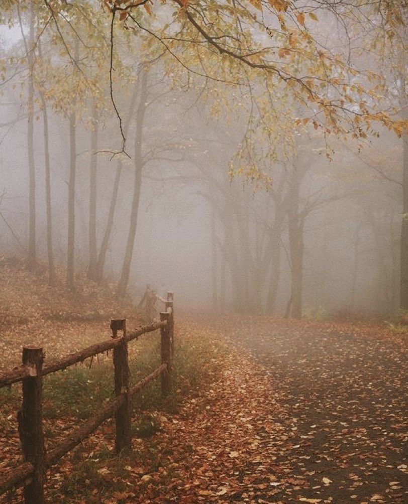 gloomyvisuaIs's tweet photo. fog. https://t.co/zrKRWqR6VB
