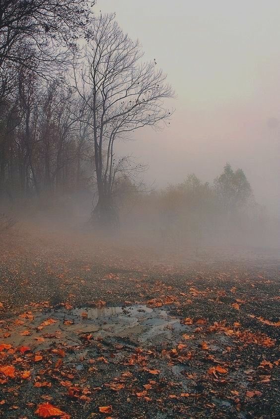 gloomyvisuaIs's tweet photo. fog. https://t.co/zrKRWqR6VB