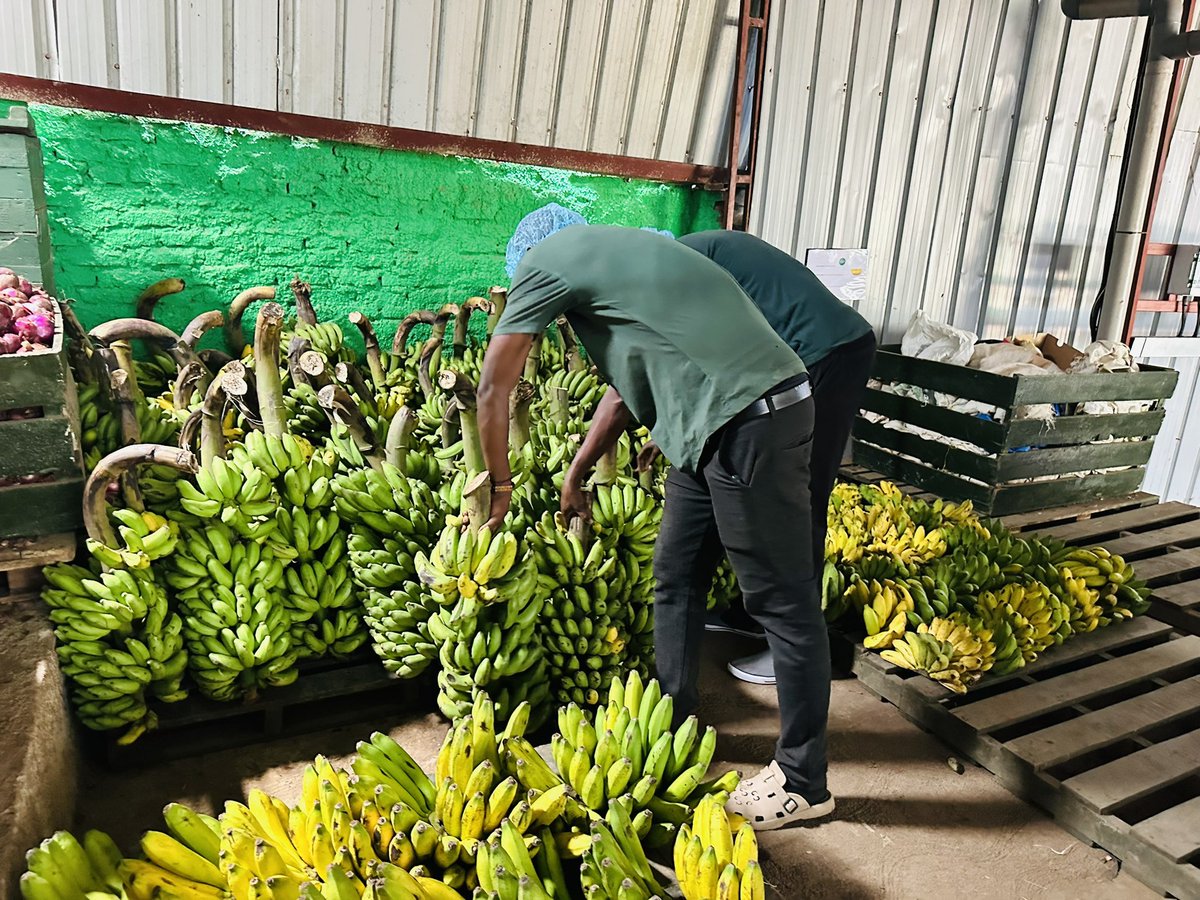 diharagirimana's tweet photo. Farming without a clear market can leave farmers with products but limited bargaining power. Identify potential buyers and understand their quality, quantity, timing, and pricing requirements before production. https://t.co/Ag0xM7LoUF