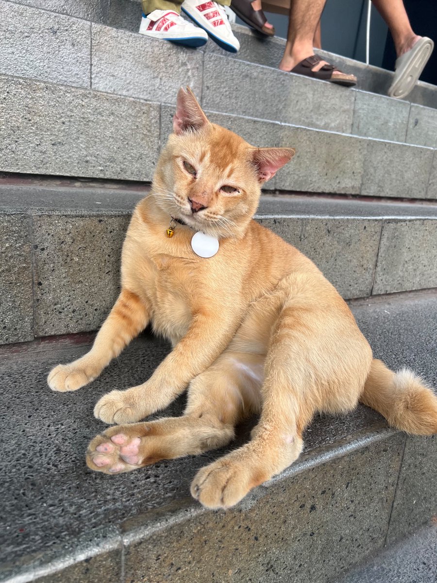atokdalangs4's tweet photo. JAHATTT BANGETT 😭

Kejadiannya di Decathlon Pondok Indah. Ada kucing namanya Ponin. Dari gue sama pacar datang sekitar jam 16.00 sampai kita mau keluar sekitar jam 16.45, dia anteng banget, lucu, cuma duduk manis di tangga.

Pas mau keluar, kita masih sempat pamit dan elus-elus Ponin lagi.

Nah, yang bikin kesel tuh pas baru sampai depan pintu keluar, gue lihat ada bapak-bapak pakai masker, topi, sarung tangan, sambil bawa stick golf dan berdiri di depan si Ponin.

Awalnya gue kira, “Wah, mungkin banyak yang notice Ponin karena gaya duduknya gemes.”

TAUNYAAA SALAHH 😭