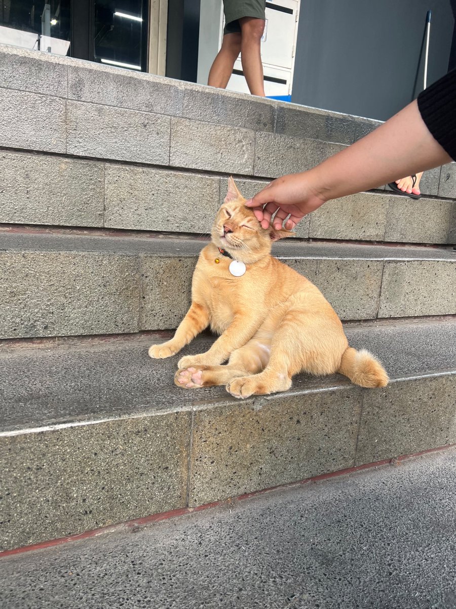 atokdalangs4's tweet photo. JAHATTT BANGETT 😭

Kejadiannya di Decathlon Pondok Indah. Ada kucing namanya Ponin. Dari gue sama pacar datang sekitar jam 16.00 sampai kita mau keluar sekitar jam 16.45, dia anteng banget, lucu, cuma duduk manis di tangga.

Pas mau keluar, kita masih sempat pamit dan elus-elus Ponin lagi.

Nah, yang bikin kesel tuh pas baru sampai depan pintu keluar, gue lihat ada bapak-bapak pakai masker, topi, sarung tangan, sambil bawa stick golf dan berdiri di depan si Ponin.

Awalnya gue kira, “Wah, mungkin banyak yang notice Ponin karena gaya duduknya gemes.”

TAUNYAAA SALAHH 😭