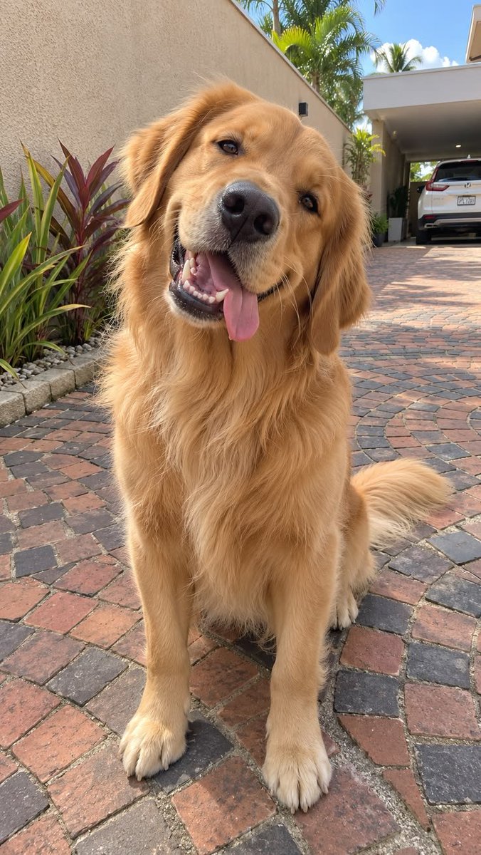 Sophialvm's tweet photo. I have a kinda of pets just let me know If you want to get one am always available https://t.co/pT4sY6F0KV