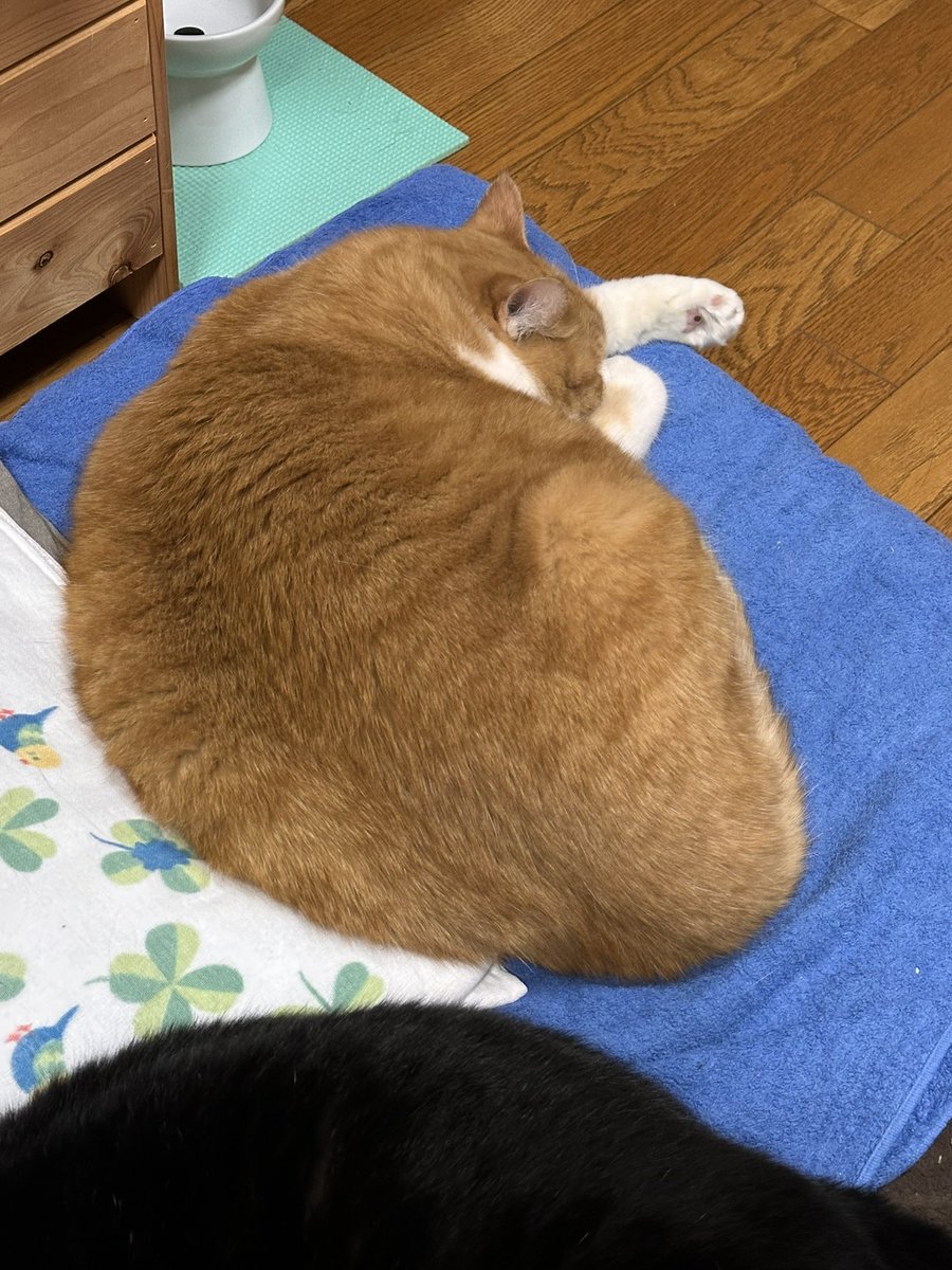 meka33a's tweet photo. もち…もち…… https://t.co/AfcSQTEo1z