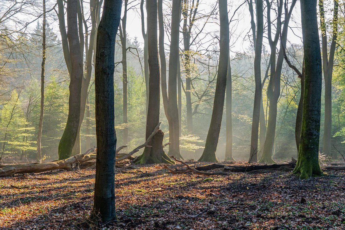 LacyRyder's tweet photo. #tree_magic #tree_captures #veluwe #gelderland #buitengewoon_gld #gelderland #bos #wald #woods #forest #geldersestreken #veluwe_natuurmonumenten #visitveluwe #wanderlust #holland #netherlands #zonsopgang #sonnenaufgang #sunrise #natuur #natur https://t.co/02KD32Y8zb