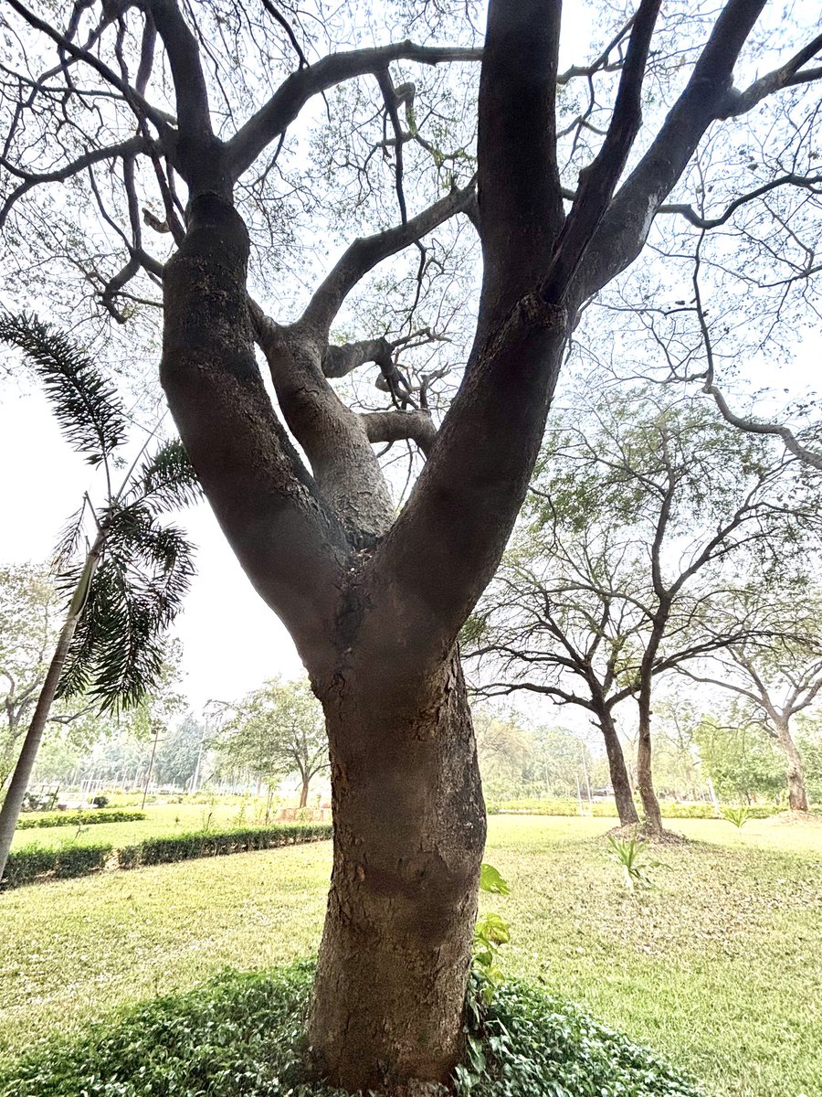 pargaien's tweet photo. Carrying history, holding space, and lifting the canopy. ๐ฟ
An amazing green veteran for this #ThickTrunkTuesday #UrbanForestry #GreenSpaces #treepeople #trees #tuesday https://t.co/jzNIIjAom3