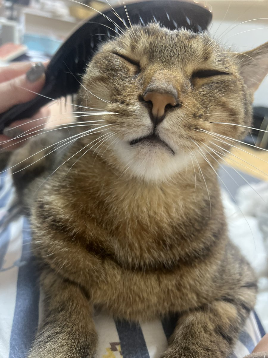 whatislovelac's tweet photo. 「仕事行きたくないなー」って台詞をこんなにはやく口に出す事になるとは思ってなかった(:3_ヽ)_くーちゃんおしごといきたくないよぉー！！！！ https://t.co/q5zWOFY0XK